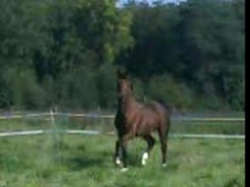 Ramsès 10.07 allures