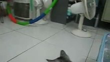 Kitty_31.7.07