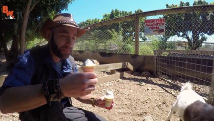 (Brave Wilderness) BEWARE of BIG PIG REACTION!!!