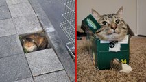 25  Times Cats Said “If It Fits, I Sits” And Proved Themselves Right