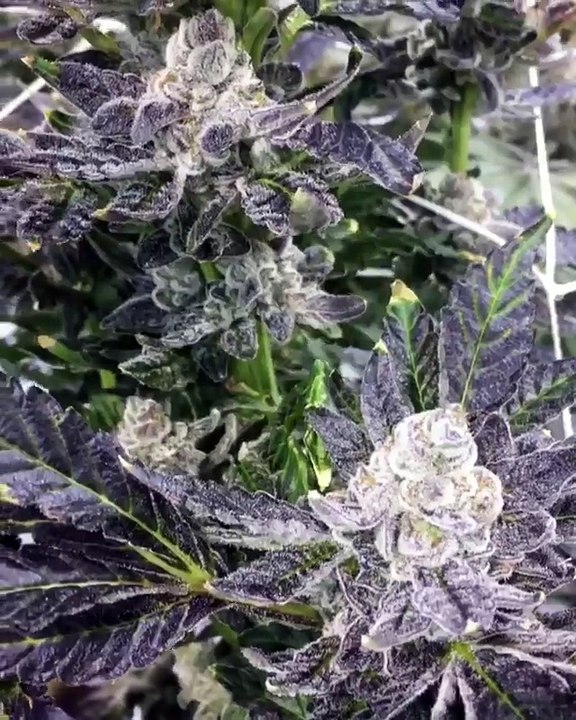 buy medical marijuana online,order medical marijuana online,medical marijuana for sale,http://www.humboldtmarijuanashop.