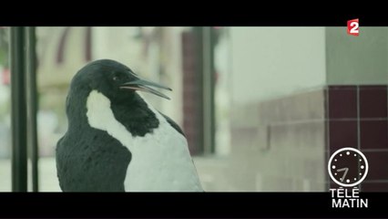 Com' - Argentine : des publicités hors du commun