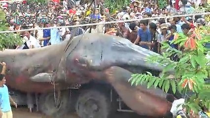 Des Vietnamiens découvrent une étrange créature