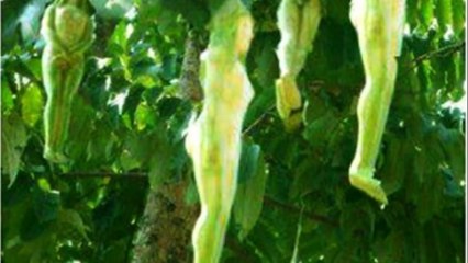 औरत के शरीर की तरह दिखने वाले फलों का पेड़, जो भी खाता है वह ४ महीनो तक सो जाता है