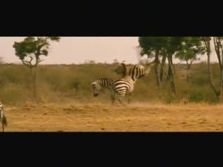 Les animaux amoureux