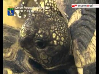 TG 02.08.12 Nuovo sequestro di tartarughe di terra: denunciato un uomo di Casamassima
