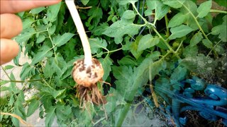 Regrown Produce Scraps Garden 4: Garlic harvesting & Tomatoes Update (08/20/2017)