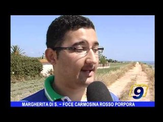 Margherita di Savoia | Foce Carmosina rosso porpora