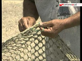 TG 06.08.12 Pesca: da oggi "fermo biologico" sul mare Adriatico. A tavola solo cozze e vongole