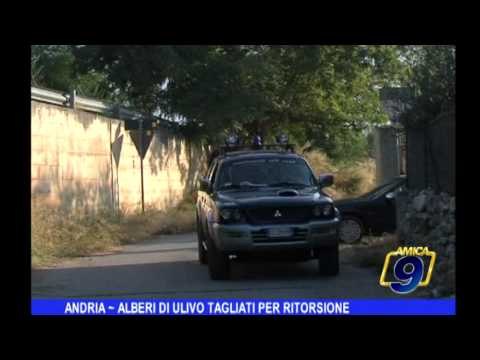 Andria | Alberi di ulivo tagliati per ritorsione