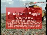 TG 28.08.12 Caldo torrido: in Puglia in crisi agricoltura e zootecnia