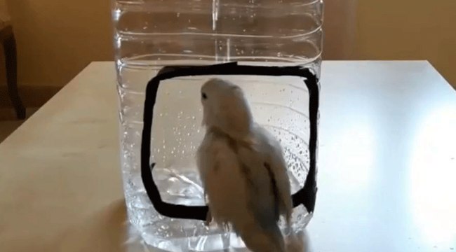 Bu kuş insan gibi duş yapıyor!