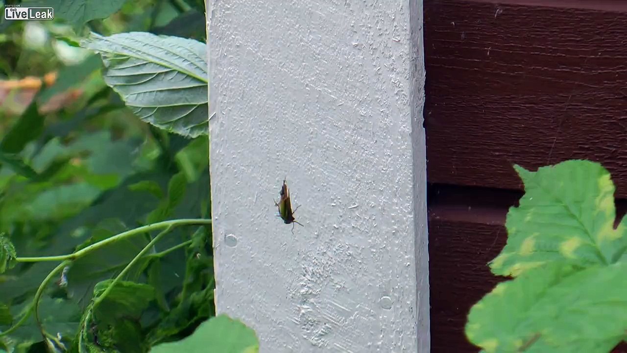 Cette araignée prépare son repas : un bon criquet !!