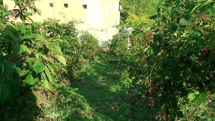 Böğürtlen Dikerek Gelirini Beşe Katladı