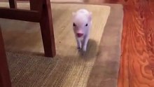 Small cute pig