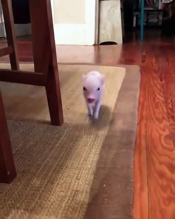 Small cute pig