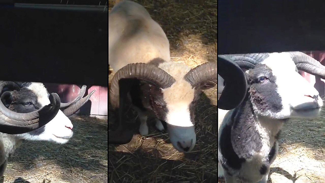 Une chèvre fait un bruit bizarre