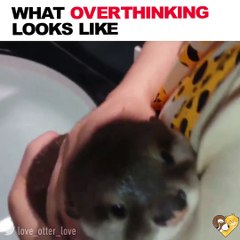 Cute little otter meets water for first time