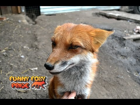 Tired Fox is Unimpressed With Owner's Cuddles