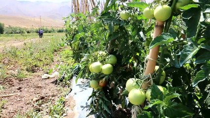 Organik Ürünler Verimli Topraklarda Yetişiyor