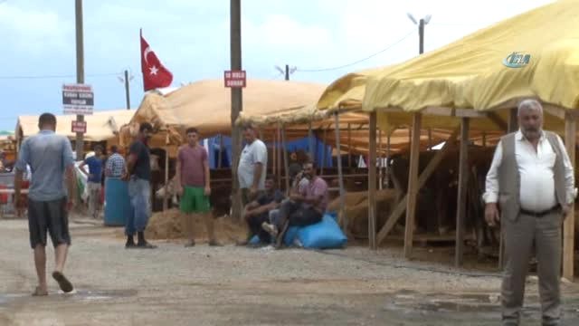 Trabzon'da Kurbanlıklar Pazara İndi