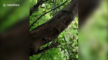 Snake spits out lizard after being attacked by its friends