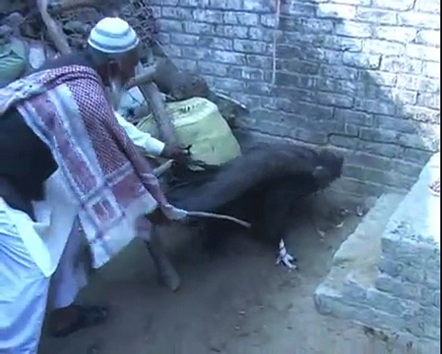 MORADABAD 27 NOV ANOKHA BIRD 1 VISUAL JANJEER ME JAKDA.wmv