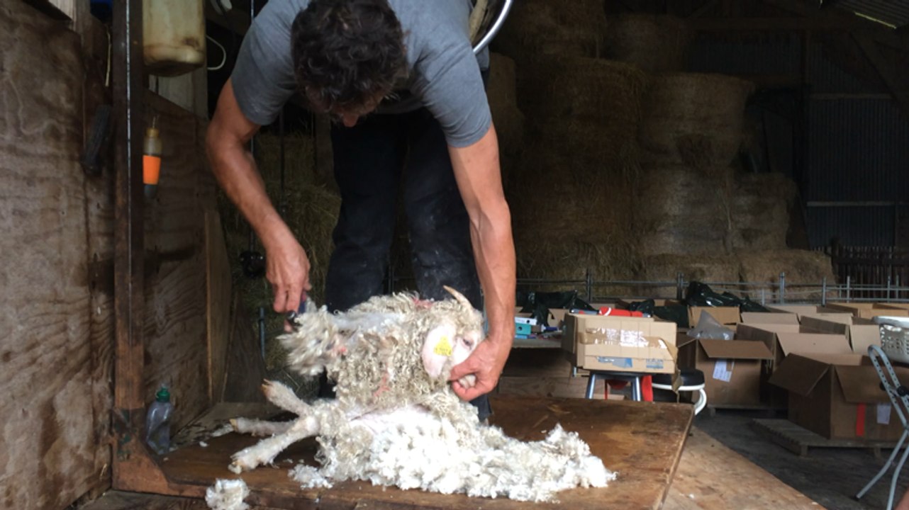 Les chèvres angora tondues pour la fabrication du mohair