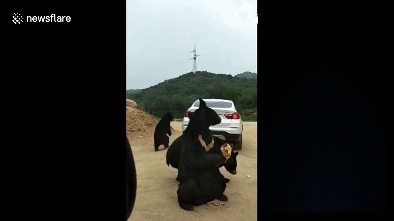 Bear leans through car window and bites man