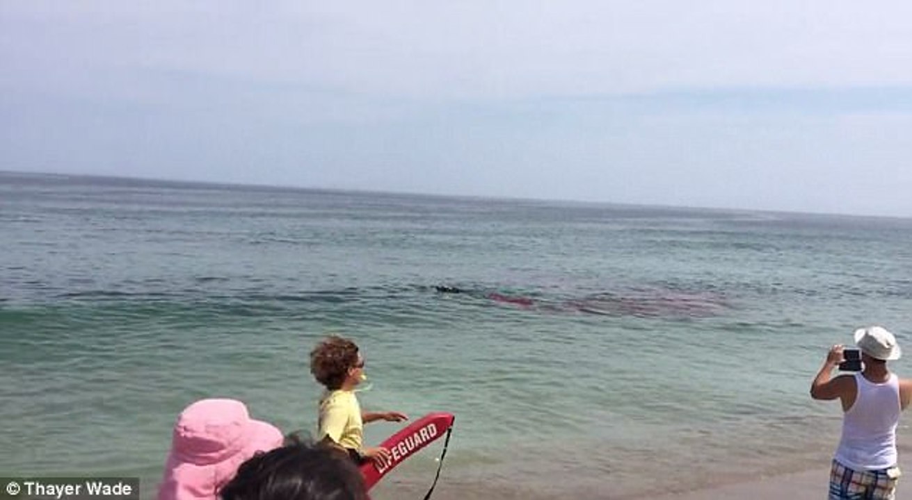 Terrifying moment surfers narrowly escape shark attack on Cape Cod as suspected Great White savages seal just feet from the shoreline