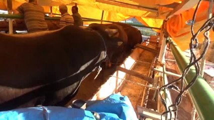 Artvin'de Kurbanlıklar Pazara İndi, Fiyatlar Alıcıları Tedirgin Etti