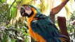 Popular Videos - Jurong Bird Park & Parrot