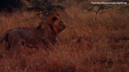 لبوة تتشاجر مع أسد لحماية شبلها الصغير منه