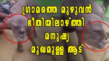 മനുഷ്യന്‍റെ മുഖമുള്ള ആട്! വീഡിയോ വൈറല്‍ | Oneindia Malayalam