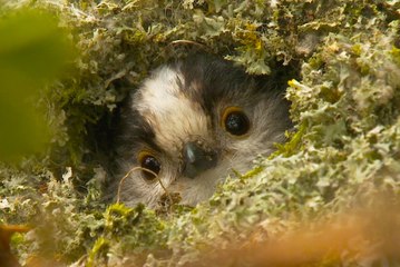 Long-tailed tit - Loài chim nhỏ bé đáng yêu và  siêu dễ thương