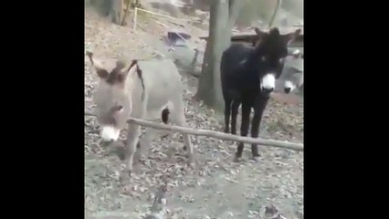 Funny Donkey