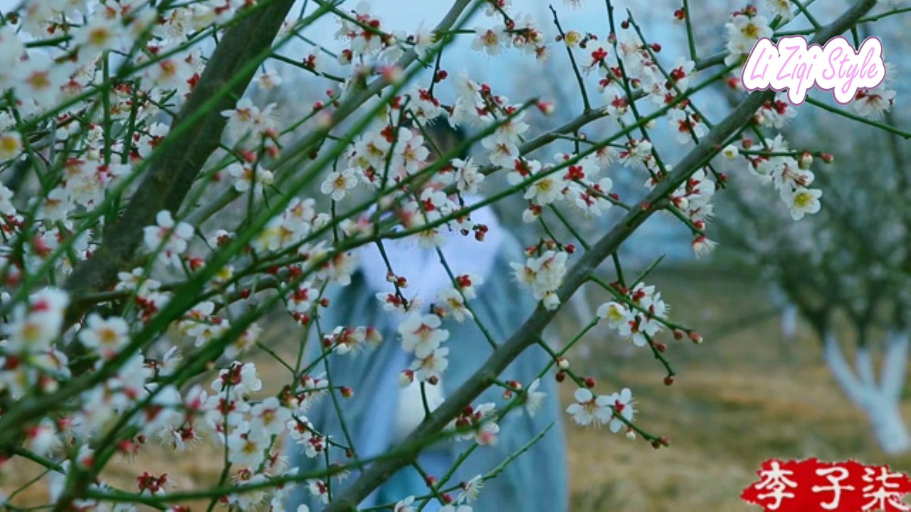 How to make Pigeon soup with plum blossom? | Make the filter from bamboo | [古香古食] Li zi qi 李子柒