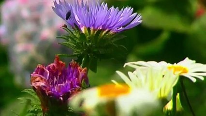 जीजा शाली की मस्ती !! New Comedy Funny video Indian Comedy Film