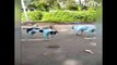 Les chiens de Mumbai deviennent bleus à cause de la pollution