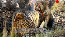 10 mejores ataques de león contra el Tigre