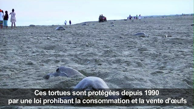 Des milliers de tortues de mer pondent sur les plages du Mexique