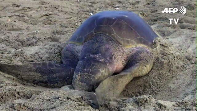 Des milliers de tortues de mer pondent sur les plages du Mexique