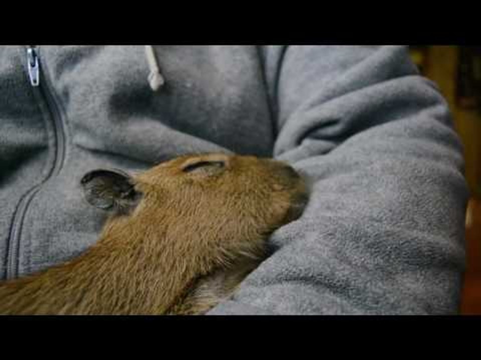 Peaceful Capybara Nods Off Slowly to Sleepy Town
