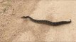 Puff Adder Snake Spotted Up Close in South African Park