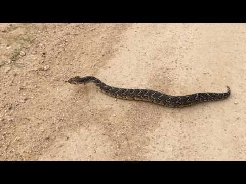 Puff Adder Snake Spotted Up Close in South African Park