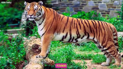 Download Video: Learn Animals Names And Sounds For Children | Farm Animals | Wild Animals | Sea animals |