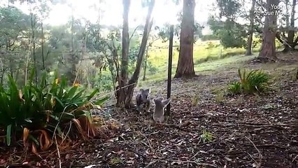 Une maman koala aide son petit coincé dans du fil barbelé