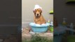 Pouting Dog Is Thoroughly Unimpressed With Her Bubble Bath