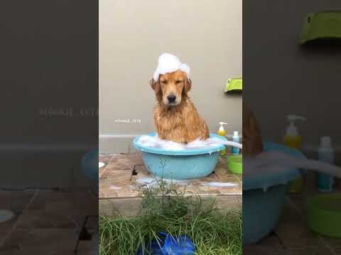 Pouting Dog Is Thoroughly Unimpressed With Her Bubble Bath