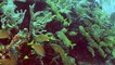 Scuba Diving in Belize — Pompion Wall